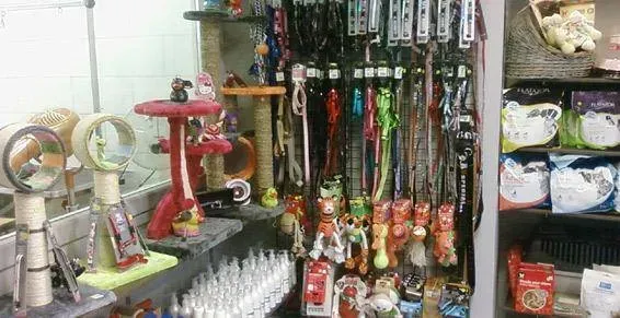 Sellerie canin à Ancenis