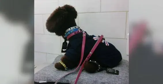 Sellerie félin à Ancenis